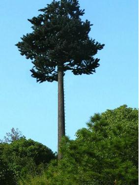邢臺仿生樹避雷塔生產廠家